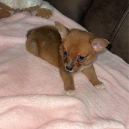Girl 1 - Sable female Yorkshire Terrier puppy in Payson, Arizona from Desert skyes weims