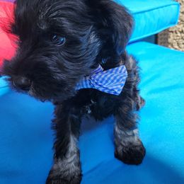 Dallas - Black and silver male Miniature Schnauzer puppy in Las Vegas, Nevada from Byrd's House