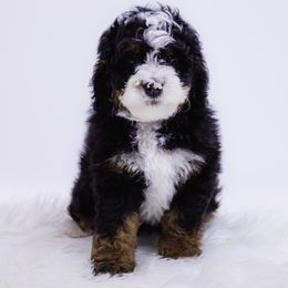 Orange Collar Girl - Tri-color female Bernedoodle puppy in Hebron, Indiana from Duneland Doodles