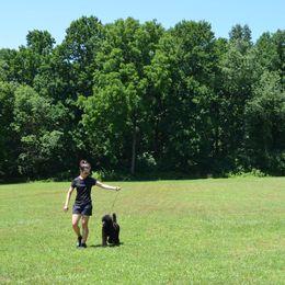 Poodle Puppies from D and D Standard Poodles