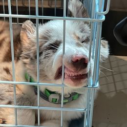 Border Collie Puppies from Wandering Meadows Farm