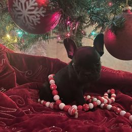 French Bulldog Puppies from Thornquest