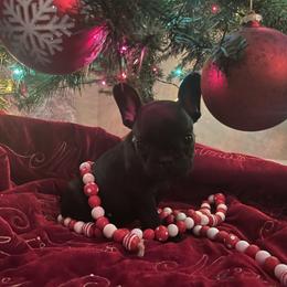 French Bulldog Puppies from Thornquest