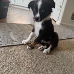 BTM3 - Black tri male Miniature Australian Shepherd puppy in Lexington, Nebraska from Osborne's Aussies