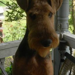 Airedale Terriers from Arily Airedales