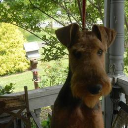 Airedale Terriers from Arily Airedales