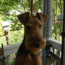 Airedale Terriers from Arily Airedales