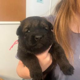 Niche - Sable female German Shepherd puppy in Boerne, Texas from Sudenblick German Shepherds