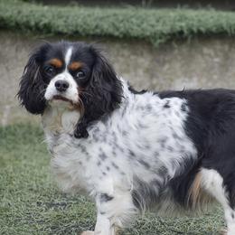 Melanie - Cavalier King Charles Spaniel