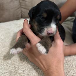 Danny - Tri-color male Bernedoodle puppy in Holden, Missouri from Mid-West Bernedoodles
