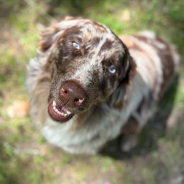 Finn - Australian Shepherd