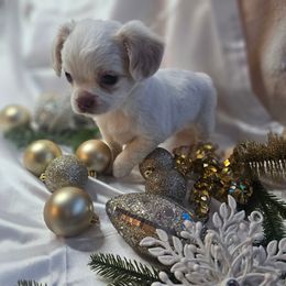 Brulee - Cream female Chihuahua puppy in Decatur, Illinois from We R Puppies