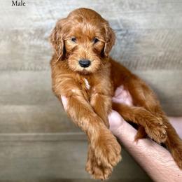 Ian - Red  male Goldendoodle puppy in Abilene, Texas from Mesquite Kennels