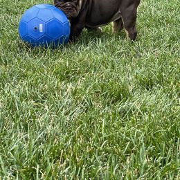 Girl 2 - Fawn Bulldog puppy in Macomb, Michigan from London's Bears English Bulldogs