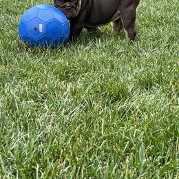 Girl 2 - Fawn Bulldog puppy in Macomb, Michigan from London's Bears English Bulldogs