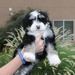 Maverick - Tri-color male Bernedoodle puppy in Eagle Mountain, Utah from Fur Real Puppies.