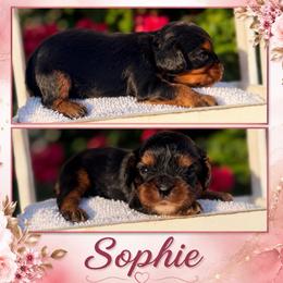 Sophie - Black and tan female Cavalier King Charles Spaniel puppy in Clinton, Oklahoma from Enchanted Spaniels
