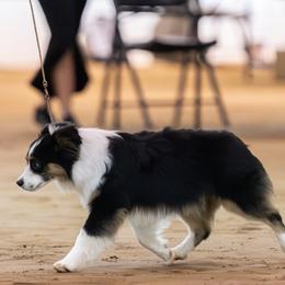 Miniature American Shepherds, Miniature Australian Shepherds, Pembroke Welsh Corgis, and Toy Australian Shepherds from Texas Bluebonnet Herders