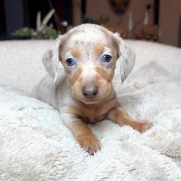 Saint - Dapple male Dachshund puppy in Washburn, Tennessee from Clinch Mountain Dachshunds