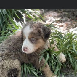 Australian Shepherd Puppies from Elliott’s Aussies