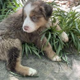 Australian Shepherd Puppies from Elliott’s Aussies