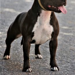 Pam - Staffordshire Bull Terrier