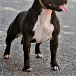 Pam - Staffordshire Bull Terrier