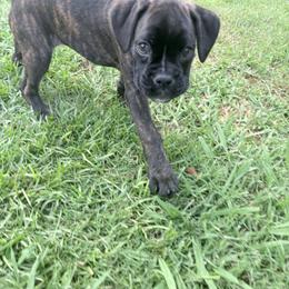 Willow - Brindle female Boxer puppy in Sharon, South Carolina from Krepps Legacy Boxers