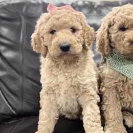 Australian Labradoodles, Labrador Retrievers, and Poodles from Laird Farms