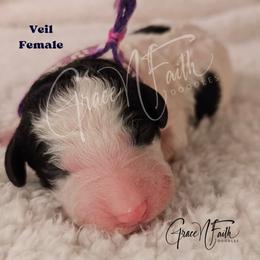 Veil - Parti female Labradoodle puppy in Peyton, Colorado from Grace N Faith Doodles