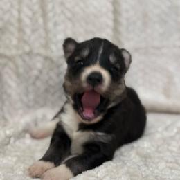 Aura - Black tan and white female Siberian Husky puppy in London, Ohio from Rose Trail Siberian’s