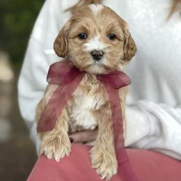Funny Bunny - Red female Australian Labradoodle puppy in Clarksville, Tennessee from Fairytale Lane Australian Labradoodles