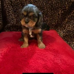 Cavalier King Charles Spaniels from Heinz Kennel