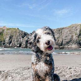 Poppy - Bernedoodle