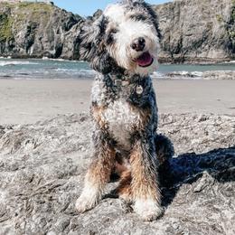 Poppy - Bernedoodle