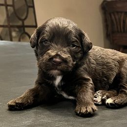 Portuguese Water Dog Puppies from Pleasant Hill Portuguese Water dog