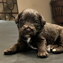 Portuguese Water Dog Puppies from Pleasant Hill Portuguese Water dog