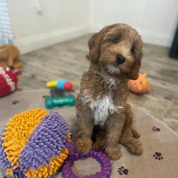 Colby - Red male Australian Labradoodle puppy in Orange, California from Little Kingdom Doodles