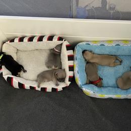 French Bulldog Puppies from Orderofthebulldogs, LLC