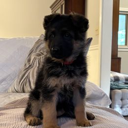German Shepherd Puppies from Southern Lakes German Shepherds