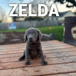 Zelda - Silver female Dilute Retriever puppy in Puyallup, Washington from 12 Door Farm Labradors
