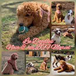 Goldendoodle Puppies from Lu Doodles
