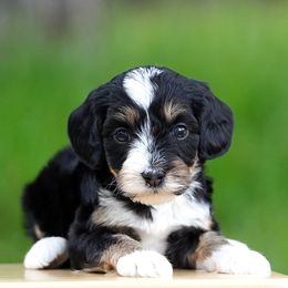 Lily - Tri-color female Bernedoodle puppy in Spokane, Washington from Lilac City Doodles