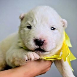 Girl 3 - White female Samoyed puppy in Downey, Idaho from Seven Diamond Samoyeds