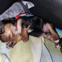 Red Collar - Black and tan male Yorkshire Terrier puppy in Sidney, Ohio from Little Yorkie World