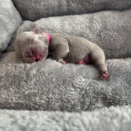 Pink collar - Blue fawn female French Bulldog puppy in Santa Rosa, California from Ingram Ranch Frenchies