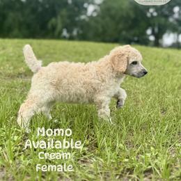 Momo - Cream female Poodle puppy in Jacksonville, Florida from Creek Side Kennels