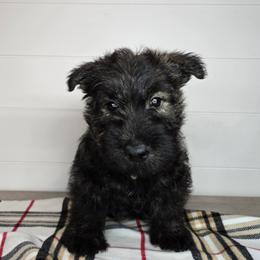 Puppy 1 - Brindle male Scottish Terrier puppy in San Tan Valley, Arizona from For the love of Scotties
