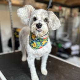 Maggie - Miniature Schnauzer