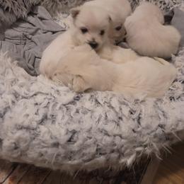 Girl 3 - White female West Highland White Terrier puppy in Hoschton, Georgia from AKC  Westie World
